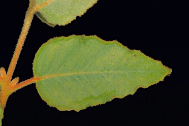 APII jpeg image of Eucalyptus ebbanoensis subsp. photina  © contact APII