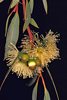 APII jpeg image of Eucalyptus erectifolia  © contact APII