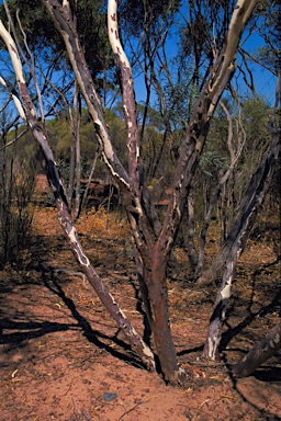 APII jpeg image of Eucalyptus arrmillata  © contact APII