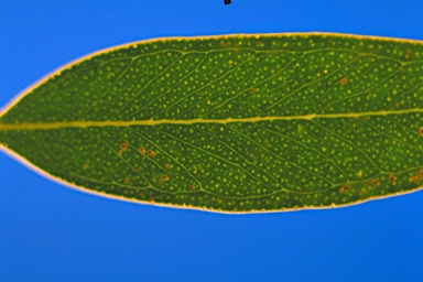 APII jpeg image of Eucalyptus eudesmioides subsp. Pallida (D.F.Blaxell 1981 et al.)  © contact APII