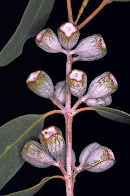 APII jpeg image of Eucalyptus eudesmioides subsp. Pallida (D.F.Blaxell 1981 et a  © contact APII