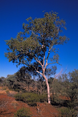 APII jpeg image of Corymbia ferriticola  © contact APII