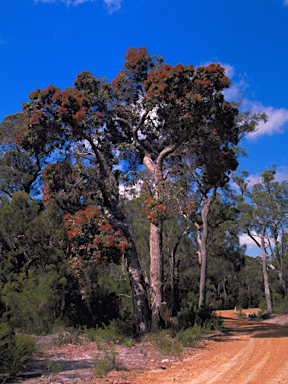 APII jpeg image of Corymbia ficifolia  © contact APII