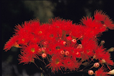 APII jpeg image of Corymbia ficifolia  © contact APII