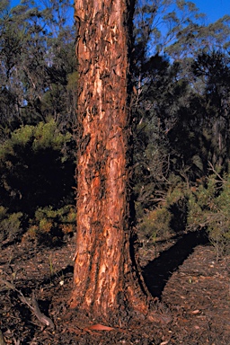 APII jpeg image of Eucalyptus gardneri subsp. gardneri  © contact APII