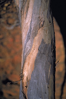 APII jpeg image of Eucalyptus gardneri subsp. ravensthorpensis  © contact APII