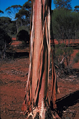 APII jpeg image of Eucalyptus georgei subsp. georgei  © contact APII