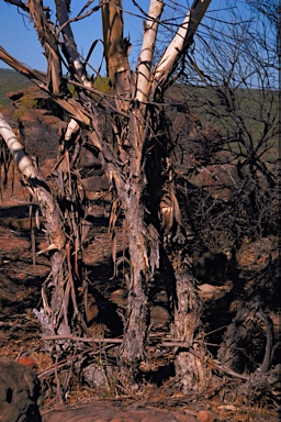 APII jpeg image of Eucalyptus gittinsii subsp. gittinsii  © contact APII