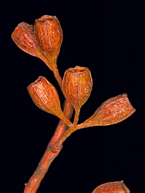 APII jpeg image of Eucalyptus gittinsii subsp. gittinsii  © contact APII