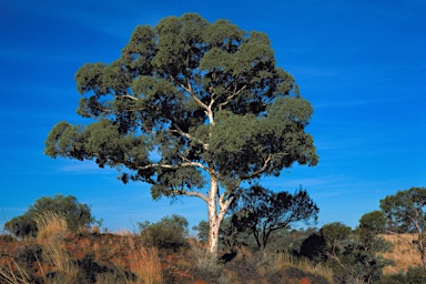 APII jpeg image of Eucalyptus gongylocarpa  © contact APII