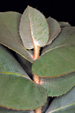 APII jpeg image of Eucalyptus gongylocarpa  © contact APII