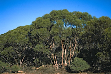 APII jpeg image of Eucalyptus gracilis  © contact APII