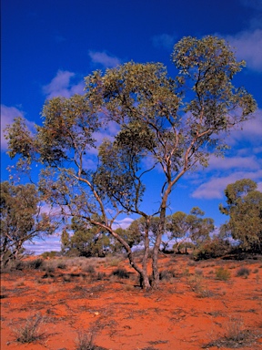 APII jpeg image of Eucalyptus gypsophila  © contact APII