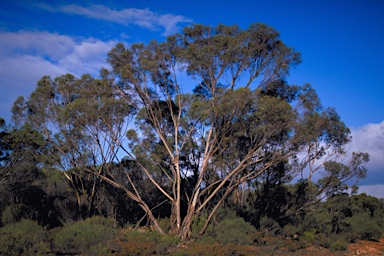 APII jpeg image of Eucalyptus histophylla  © contact APII