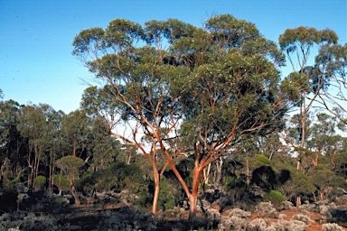 APII jpeg image of Eucalyptus histophylla  © contact APII