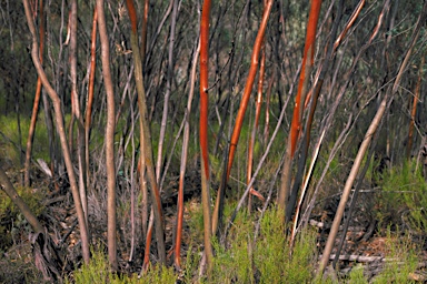 APII jpeg image of Eucalyptus sp. Flinders Ranges (D.Nicolle 562)  © contact APII