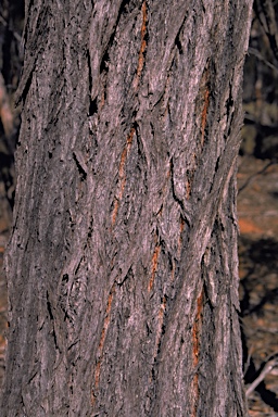 APII jpeg image of Eucalyptus indurata  © contact APII