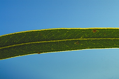 APII jpeg image of Eucalyptus insularis  © contact APII