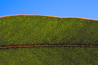 APII jpeg image of Eucalyptus aspersa x dorrienii  © contact APII