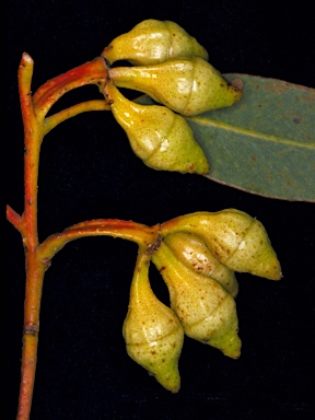 APII jpeg image of Eucalyptus kessellii  © contact APII