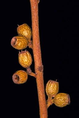 APII jpeg image of Eucalyptus kochii subsp. kochii  © contact APII