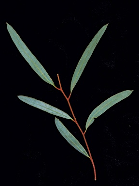 APII jpeg image of Eucalyptus kochii subsp. plenissima  © contact APII