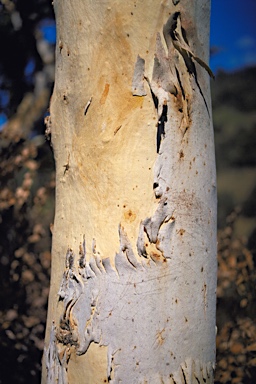 APII jpeg image of Eucalyptus laeliae  © contact APII