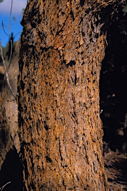 APII jpeg image of Eucalyptus x lateritica  © contact APII