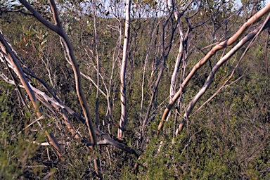 APII jpeg image of Eucalyptus lehmannii subsp. parallela  © contact APII