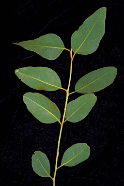 APII jpeg image of Eucalyptus leprophloia  © contact APII