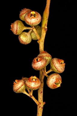 APII jpeg image of Eucalyptus leptopoda subsp. arctata  © contact APII