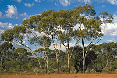 APII jpeg image of Eucalyptus lesouefii  © contact APII