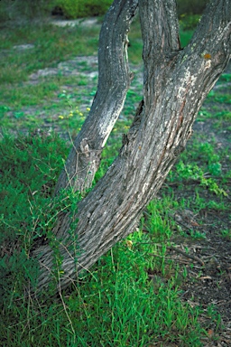 APII jpeg image of Eucalyptus litorea  © contact APII