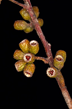 APII jpeg image of Eucalyptus livida  © contact APII