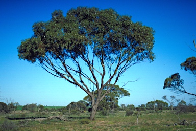 APII jpeg image of Eucalyptus loxophleba subsp. loxophleba  © contact APII