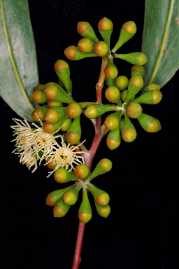 APII jpeg image of Eucalyptus loxophleba subsp. lissophloia  © contact APII