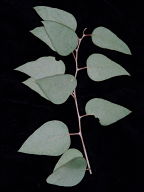 APII jpeg image of Eucalyptus loxophleba subsp. lissophloia  © contact APII