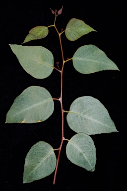 APII jpeg image of Eucalyptus loxophleba subsp. supralaevis  © contact APII