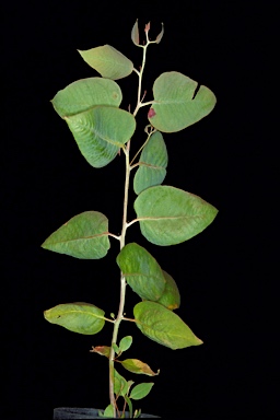 APII jpeg image of Eucalyptus loxophleba subsp. supralaevis  © contact APII