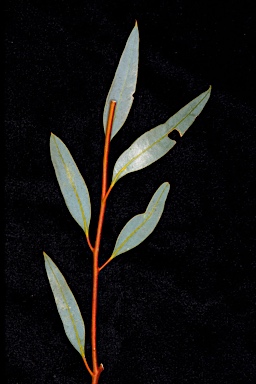 APII jpeg image of Eucalyptus mannensis subsp. mannensis  © contact APII