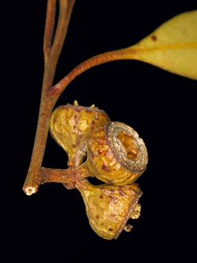 APII jpeg image of Eucalyptus mannensis subsp. vespertina  © contact APII