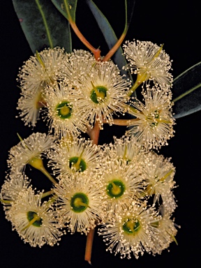 APII jpeg image of Eucalyptus marginata subsp. marginata  © contact APII