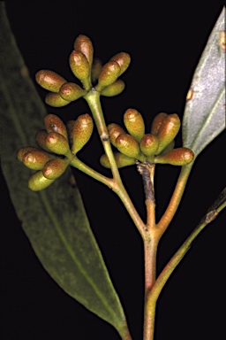 APII jpeg image of Eucalyptus myriadena subsp. parviflora  © contact APII