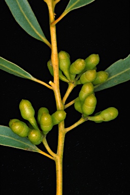 APII jpeg image of Eucalyptus oleosa subsp. oleosa  © contact APII