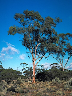 APII jpeg image of Eucalyptus optima  © contact APII