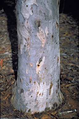 APII jpeg image of Eucalyptus optima  © contact APII