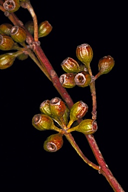 APII jpeg image of Eucalyptus ovularis  © contact APII