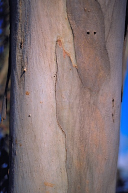 APII jpeg image of Eucalyptus petiolaris  © contact APII