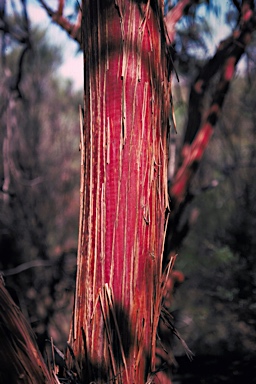 APII jpeg image of Eucalyptus caesia  © contact APII