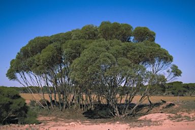 APII jpeg image of Eucalyptus phenax subsp. phenax  © contact APII